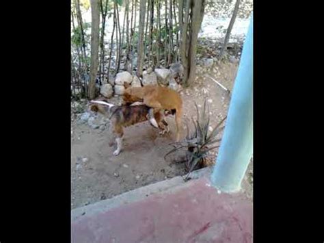 Rubia se deja coger por su perro por primera vez